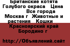 Британские котята Голубого окраса › Цена ­ 8 000 - Все города, Москва г. Животные и растения » Кошки   . Красноярский край,Бородино г.